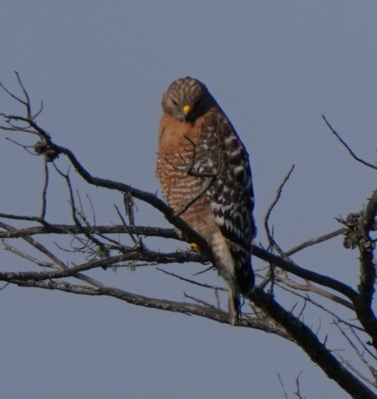 Red-shouldered Hawk - ML619712152