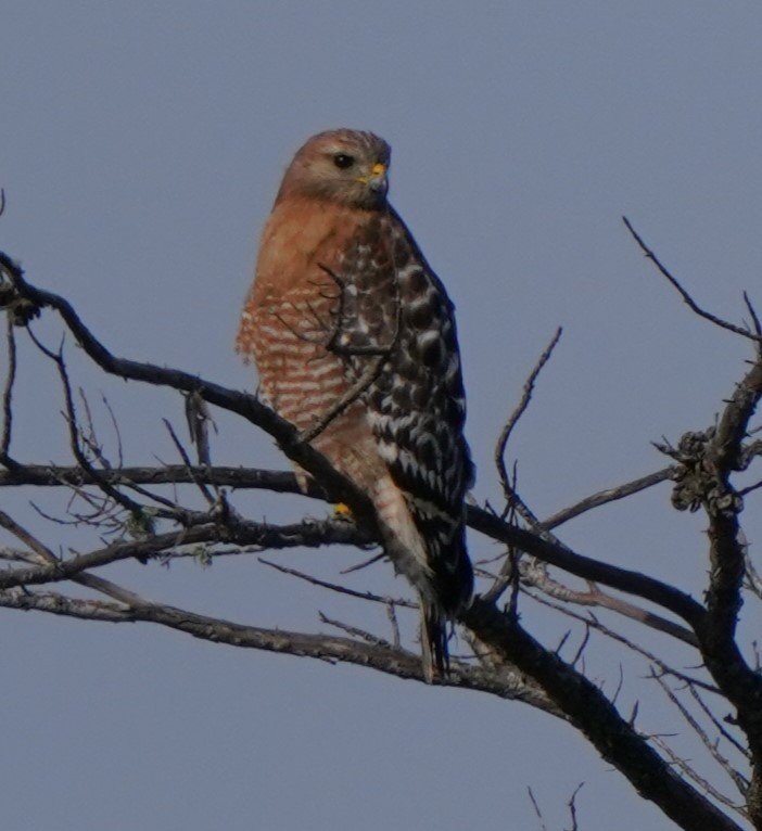 Red-shouldered Hawk - ML619712153