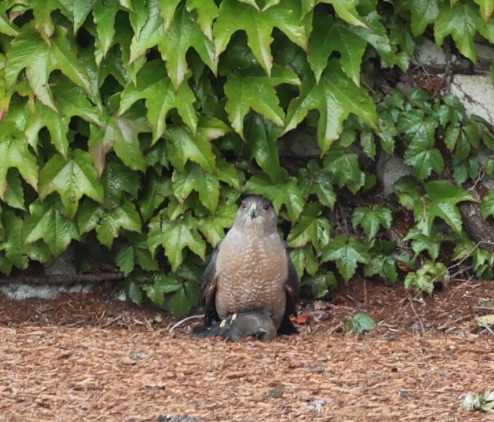 Cooper's Hawk - Dawn Lloyd