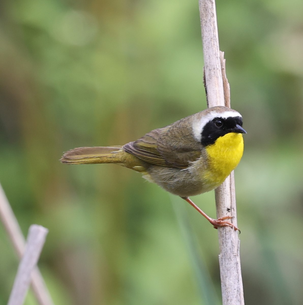 Common Yellowthroat - ML619712201