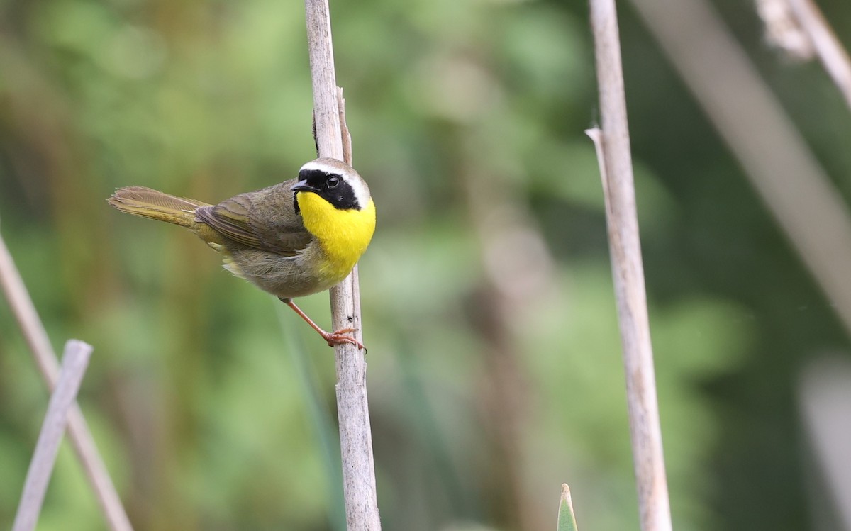 Common Yellowthroat - ML619712202