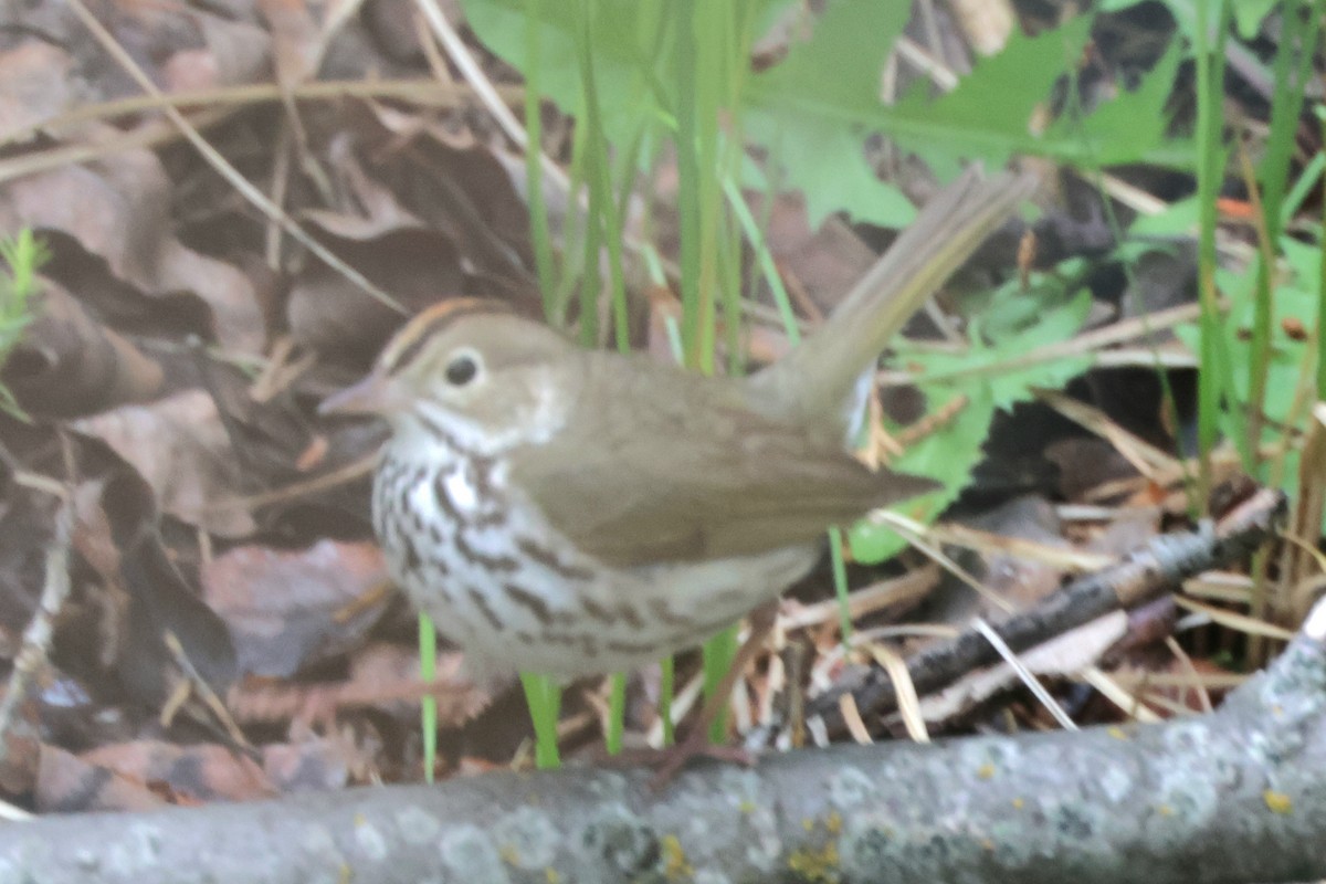 Ovenbird - ML619712223