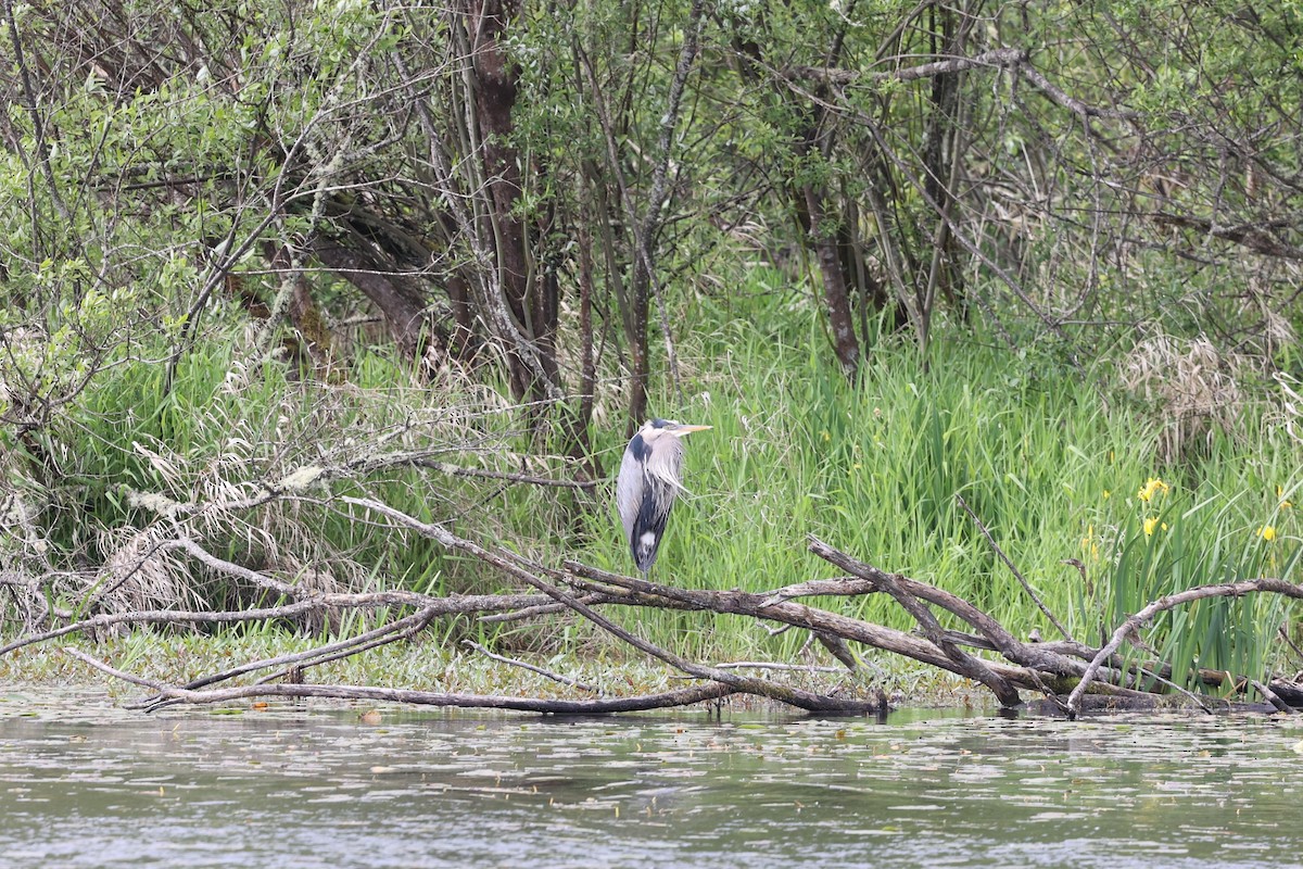 Great Blue Heron - ML619712230