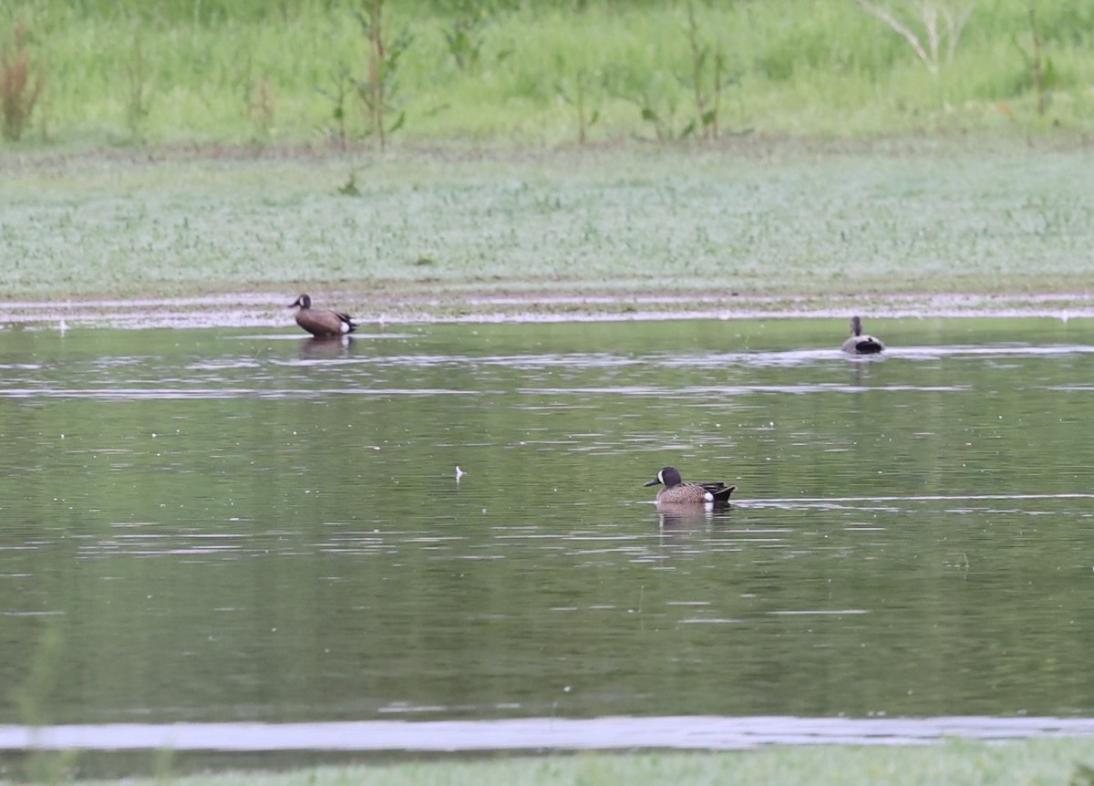 Blue-winged Teal - ML619712250