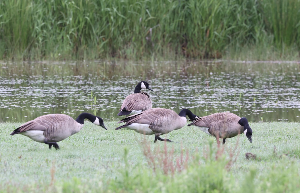 Canada Goose - ML619712253