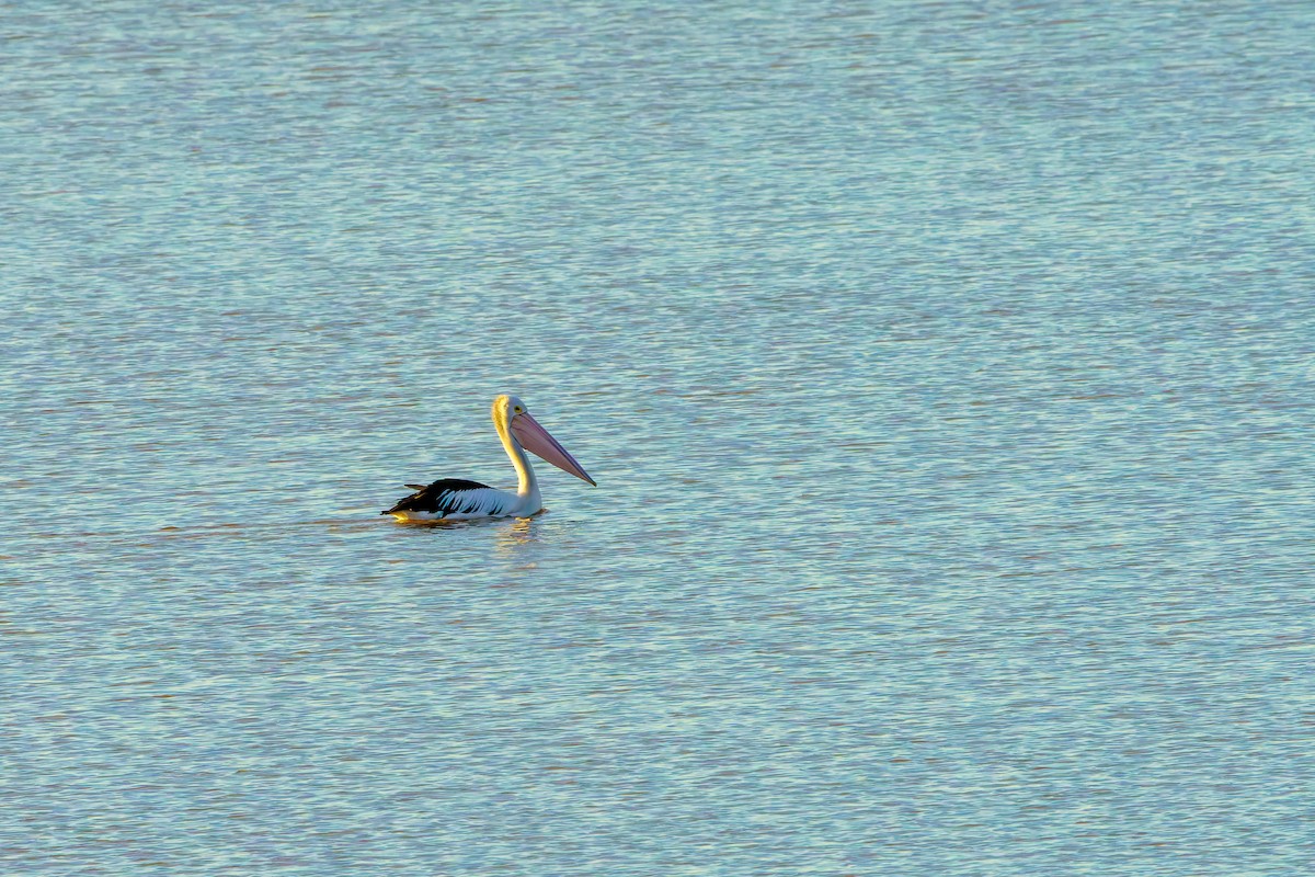 Australian Pelican - ML619712271