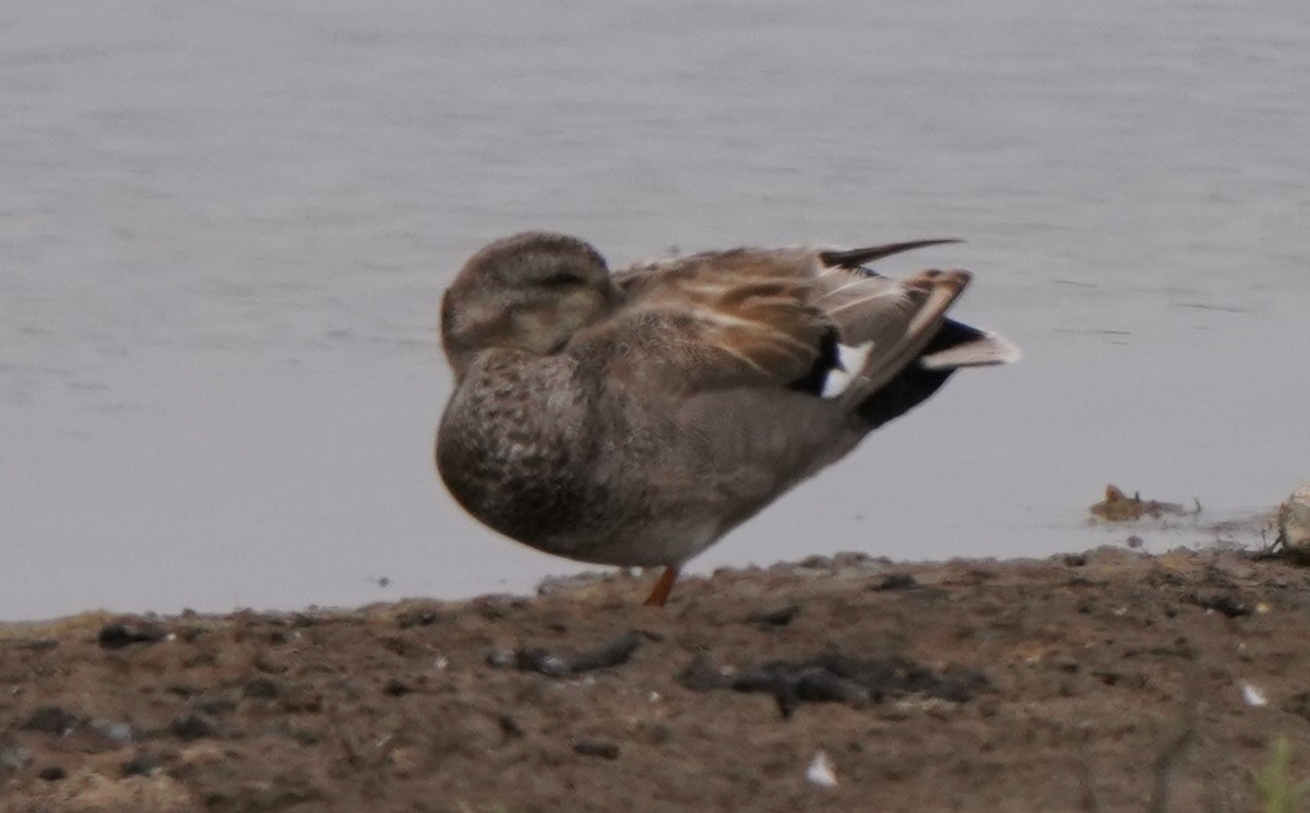 Gadwall - ML619712280