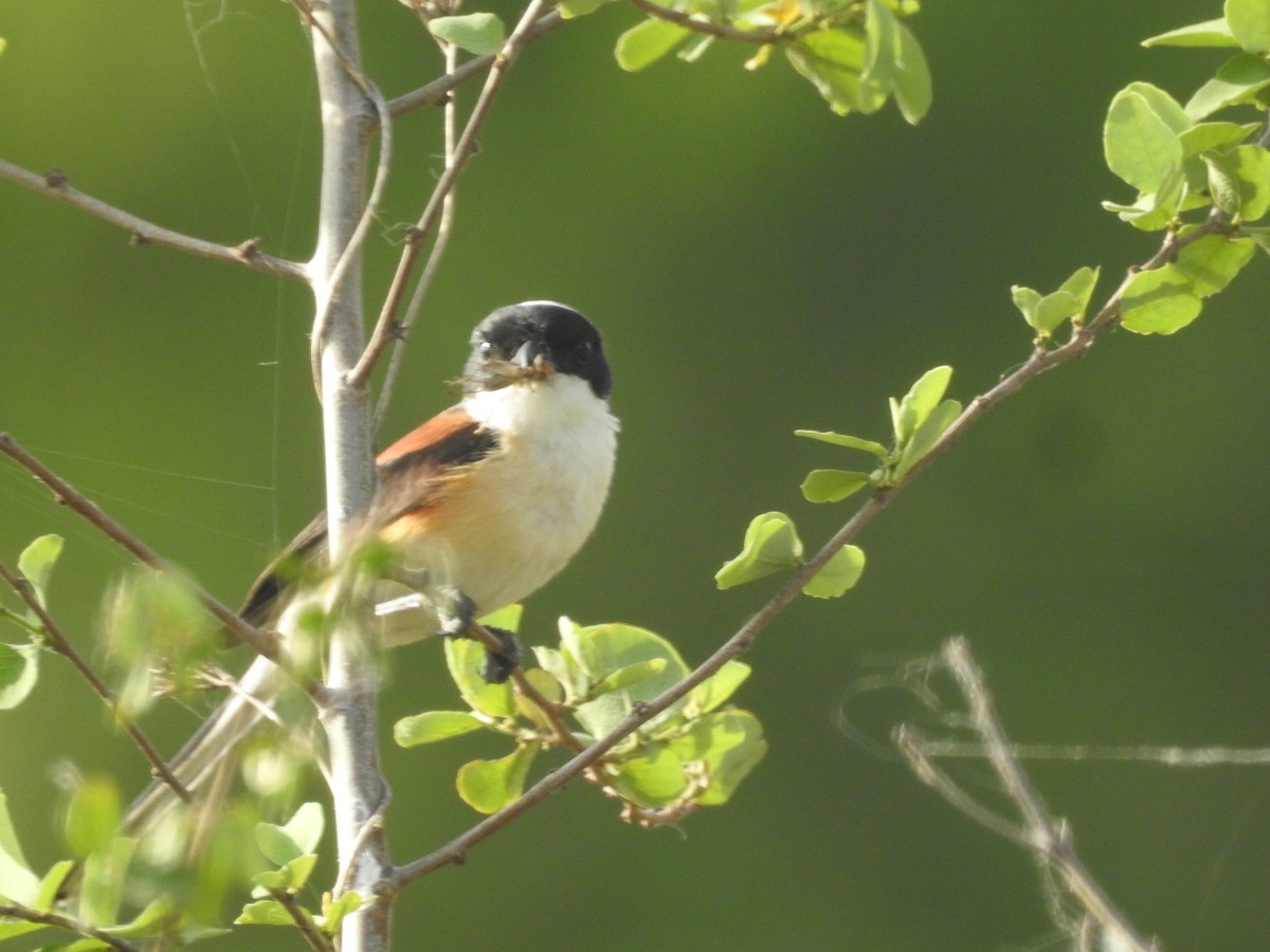 Bay-backed Shrike - ML619712281