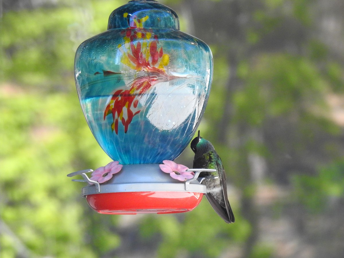kolibřík skvostný - ML619712306