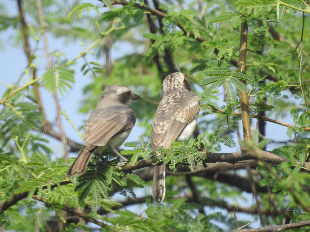 Common Woodshrike - ML619712308