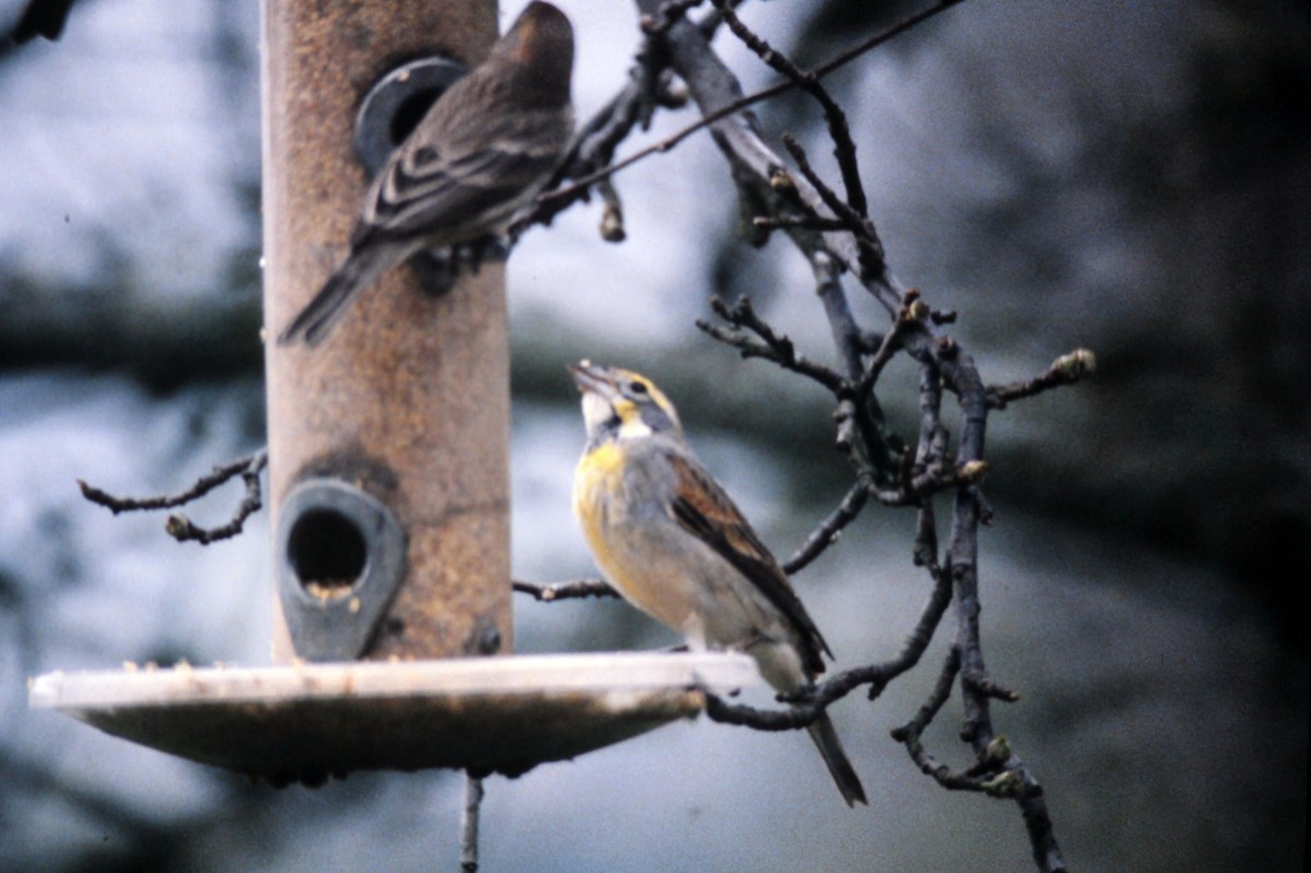 Dickcissel - ML619712323