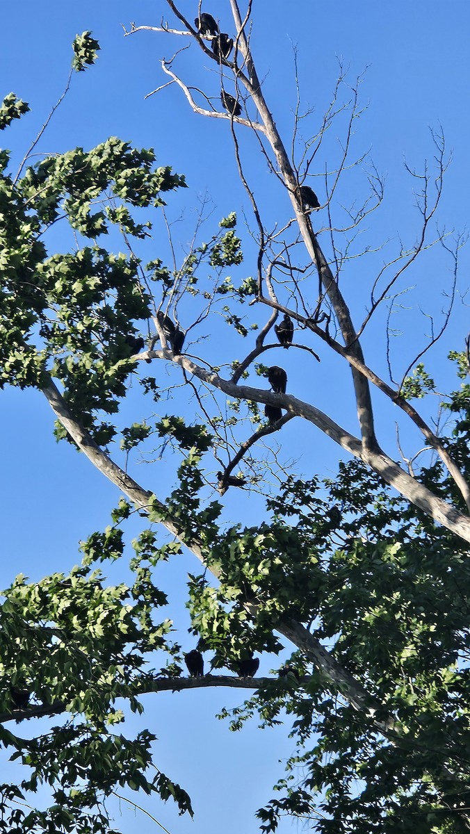 Black Vulture - ML619712327