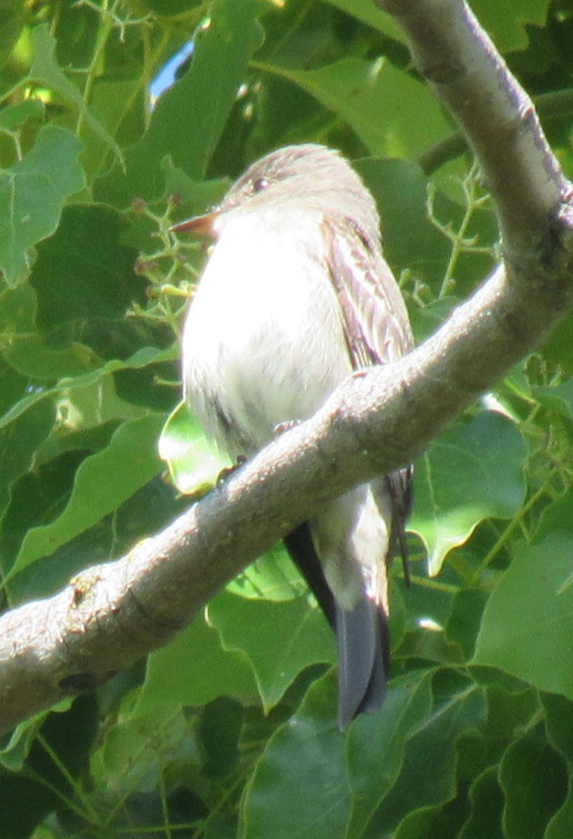 Western Wood-Pewee - ML619712333