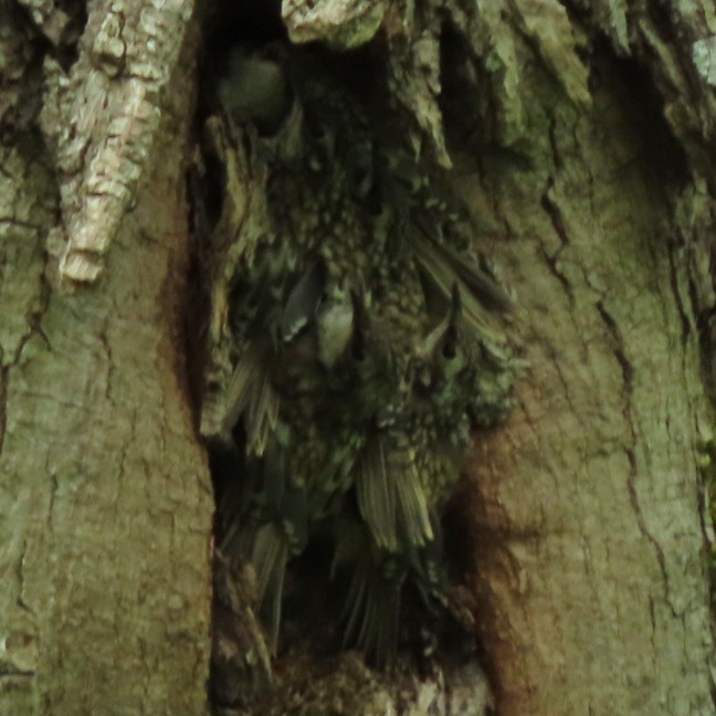 Brown Creeper - ML619712351