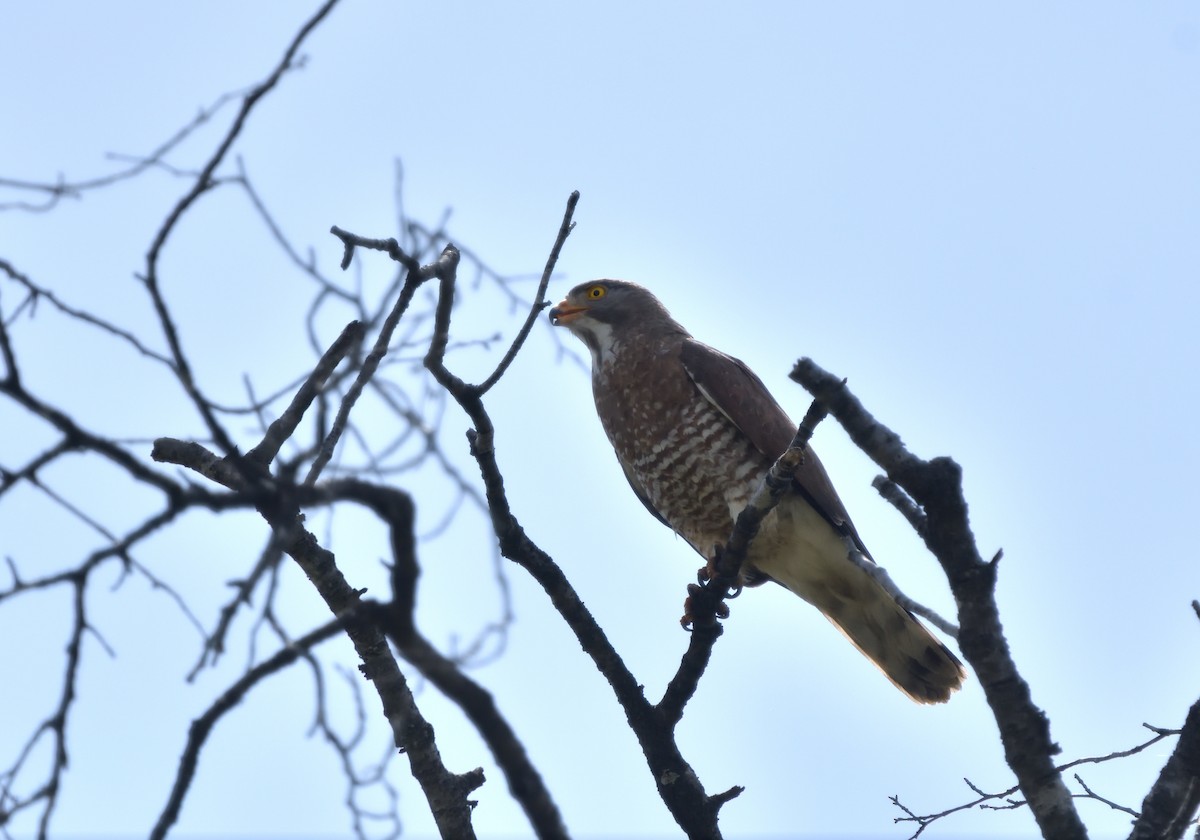 Gray-faced Buzzard - ML619712353