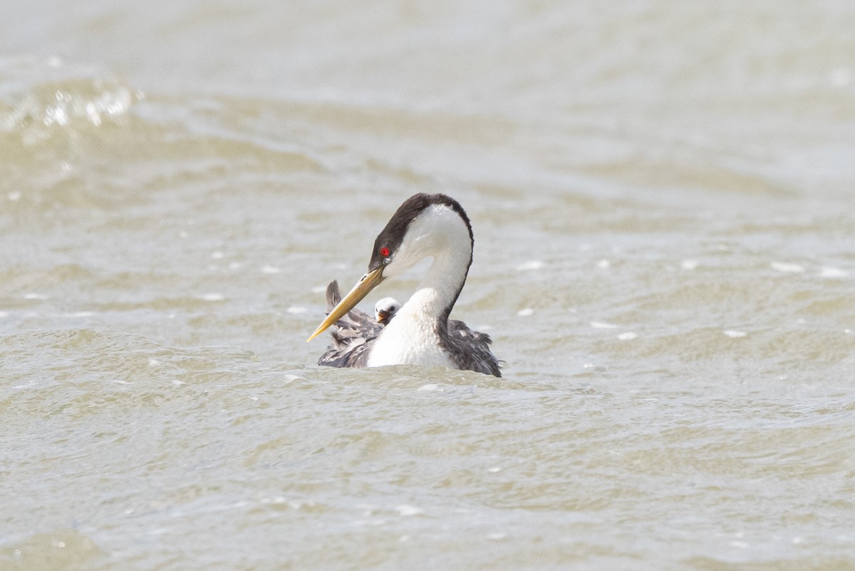 Western Grebe - ML619712361