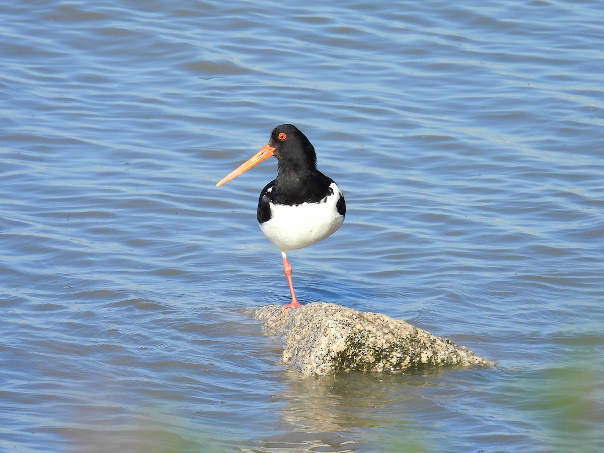 Eurasian Oystercatcher - ML619712363