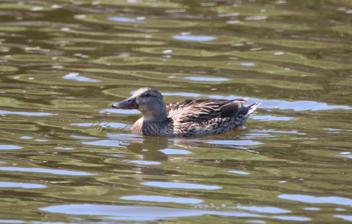 Mallard - ML619712415