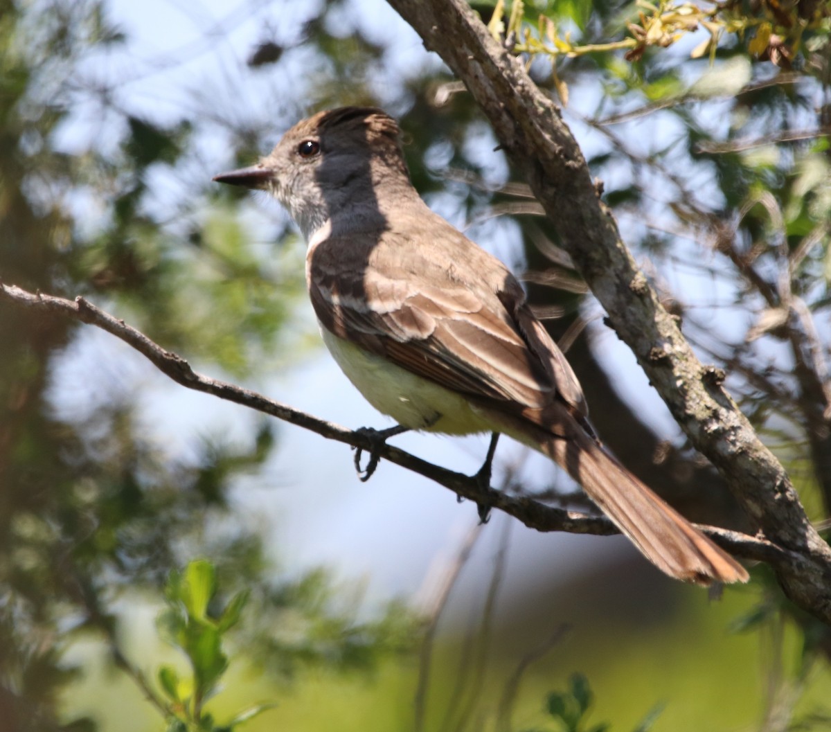 Ash-throated Flycatcher - ML619712428