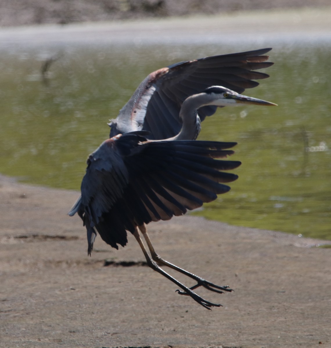 Great Blue Heron - ML619712434