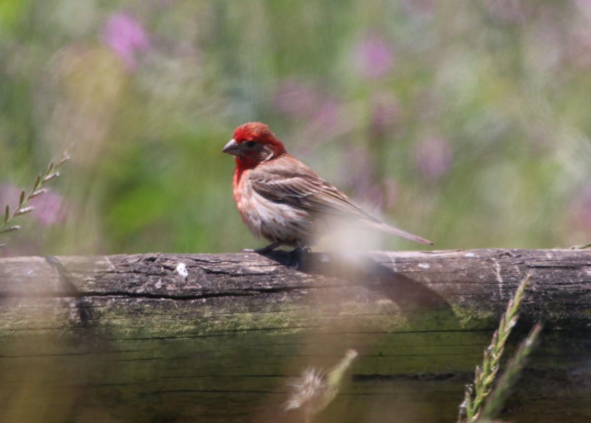 House Finch - ML619712437