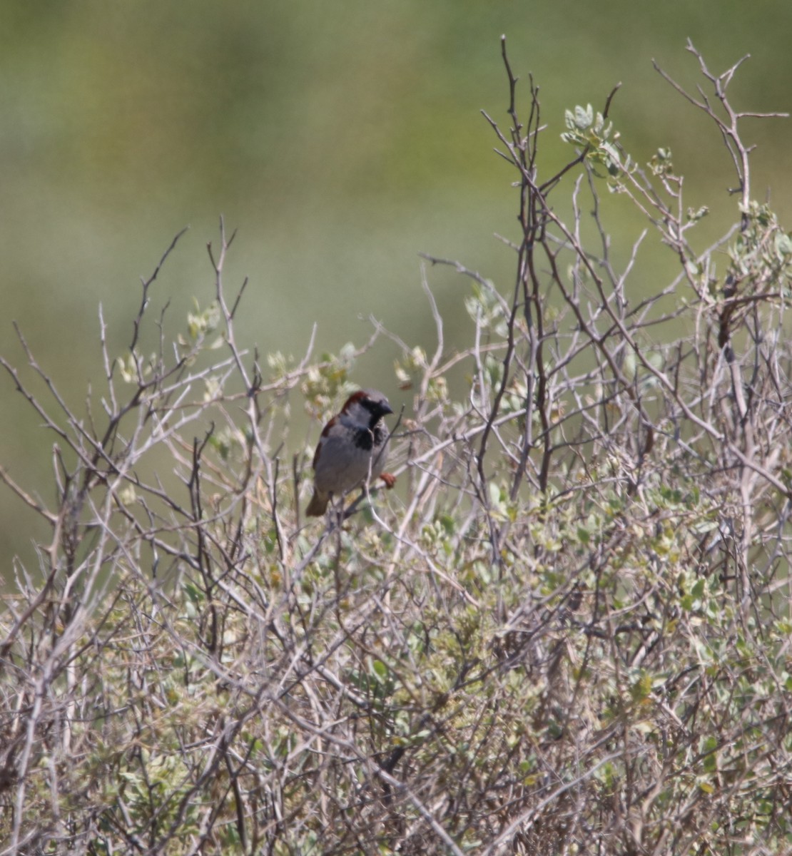 House Sparrow - ML619712441