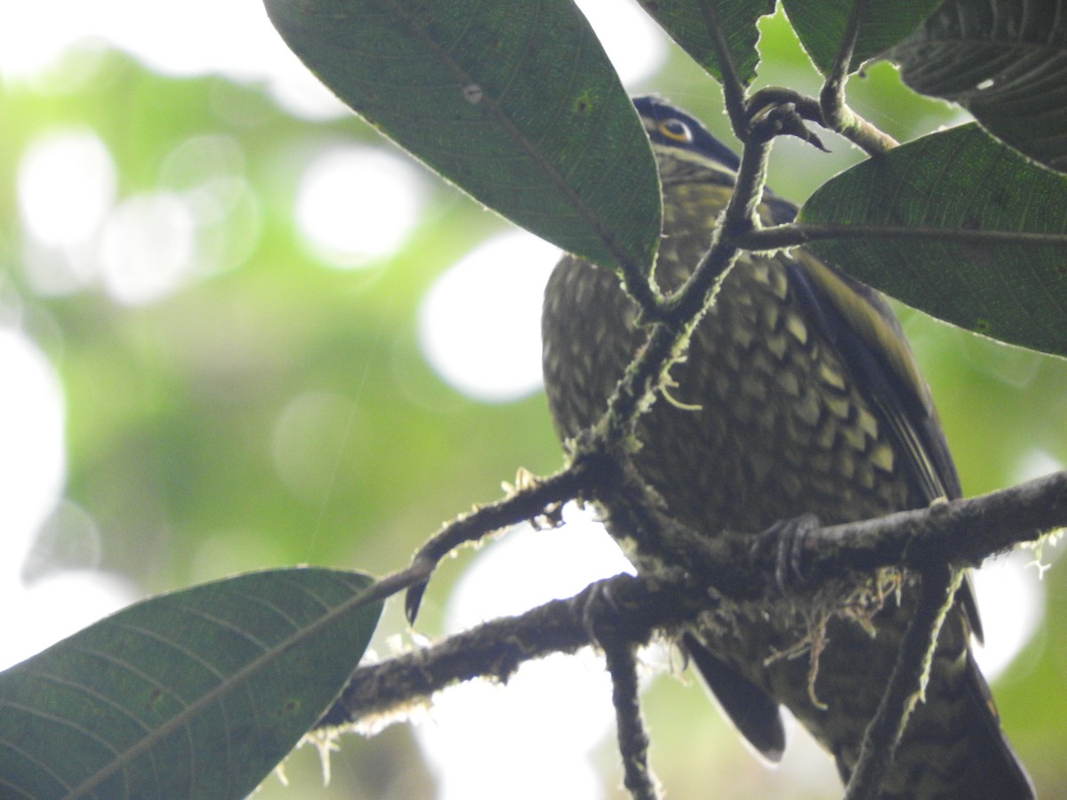 Cotinga écaillé - ML619712468