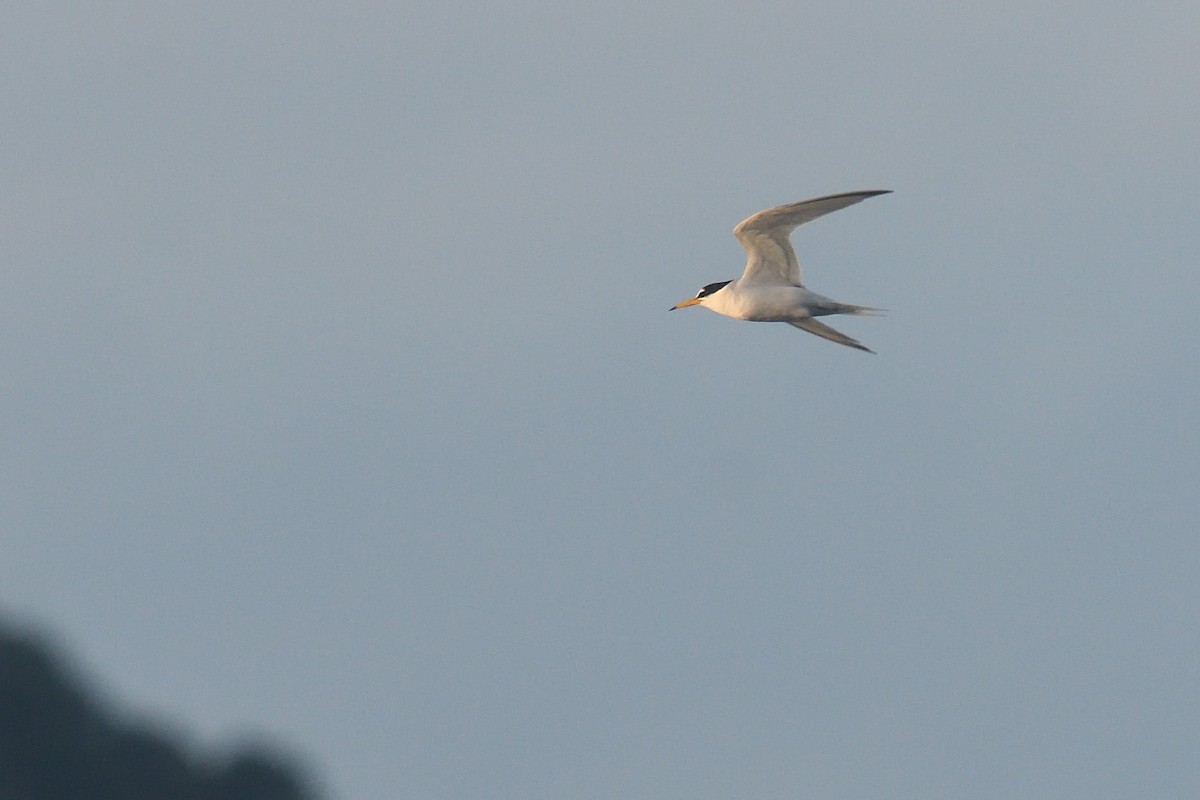 Little Tern - ML619712481