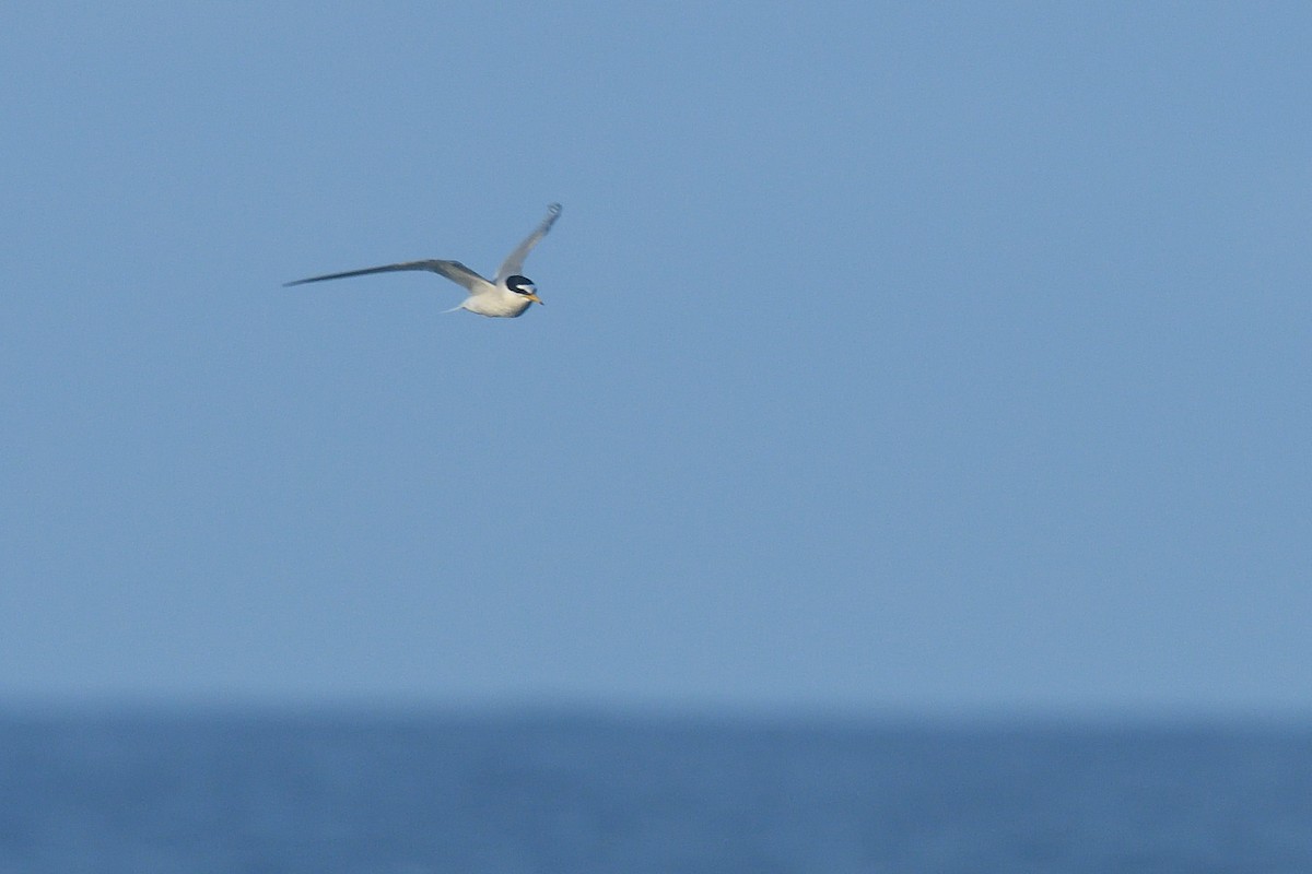 Little Tern - ML619712482