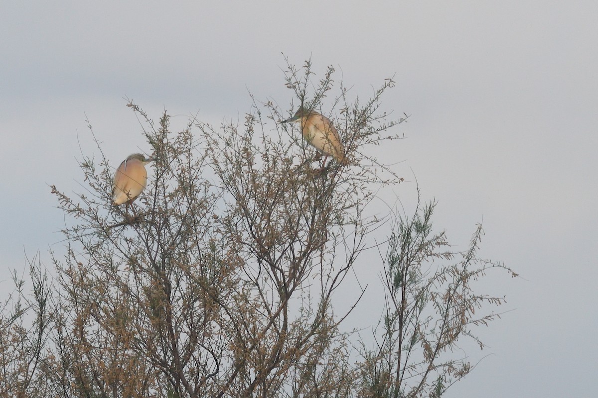 Squacco Heron - ML619712484