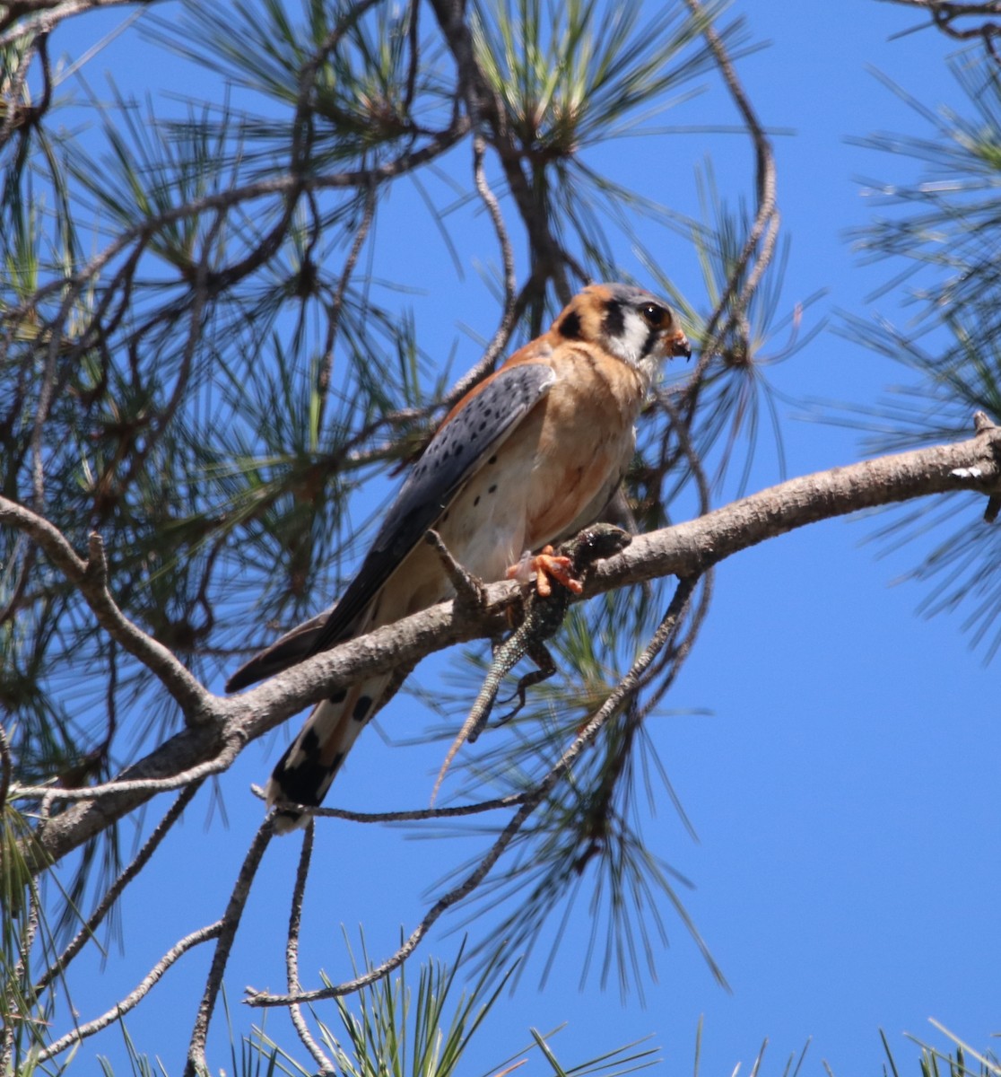 American Kestrel - ML619712488