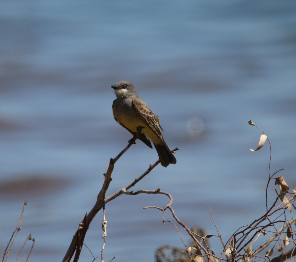 Cassin's Kingbird - ML619712491