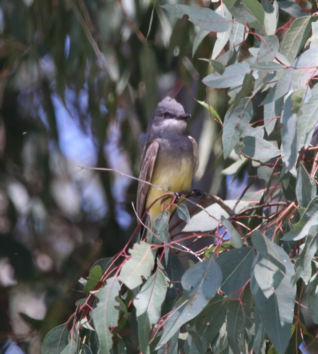 Cassin's Kingbird - Rachel Street