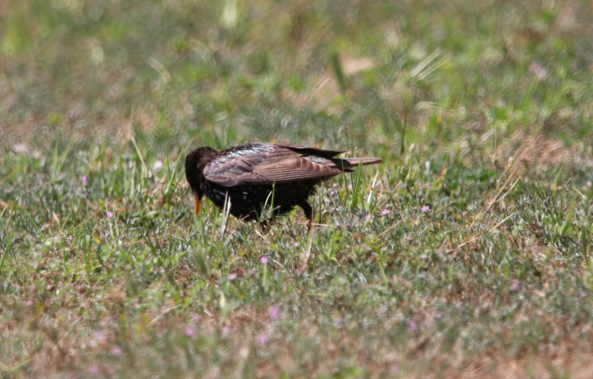 European Starling - ML619712501