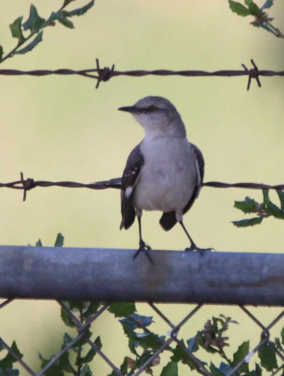 Northern Mockingbird - ML619712503