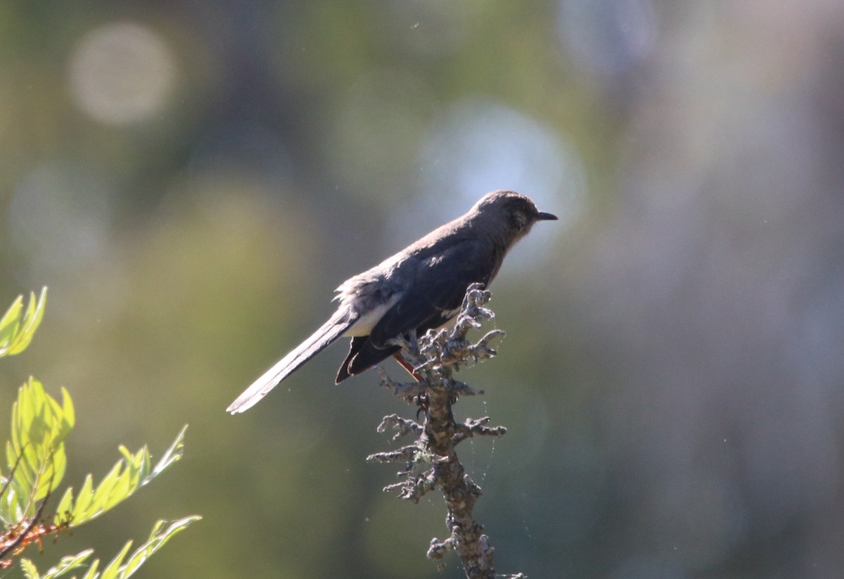 Northern Mockingbird - ML619712504