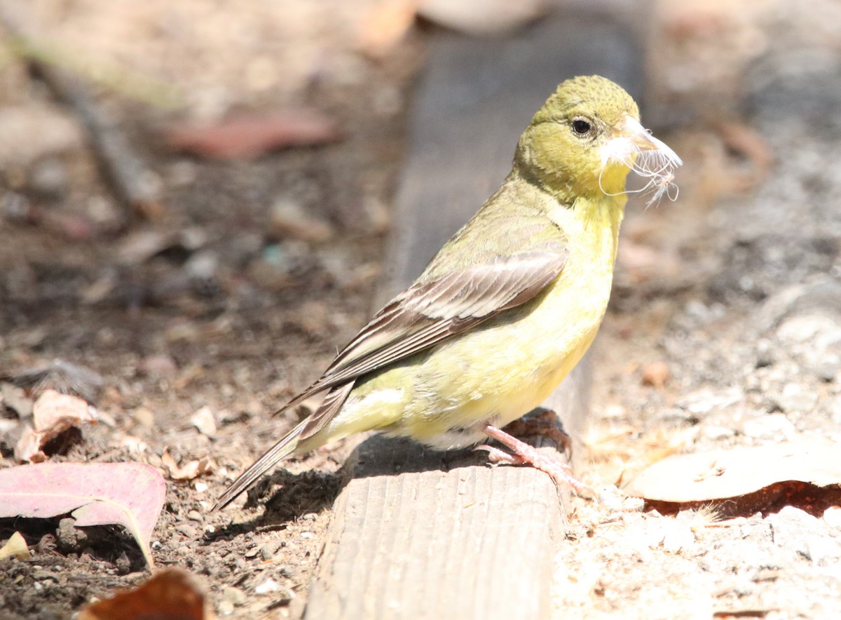 Lesser Goldfinch - ML619712512