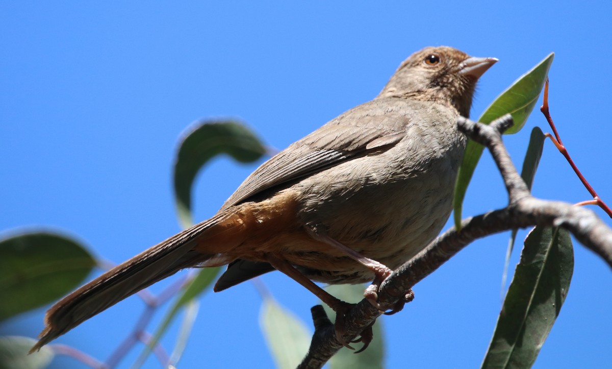 California Towhee - ML619712526