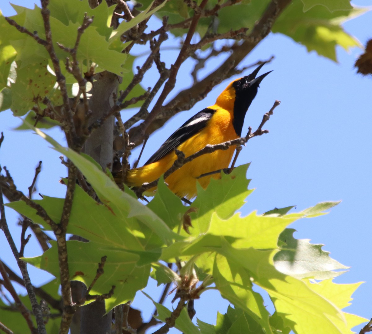 Hooded Oriole - ML619712532