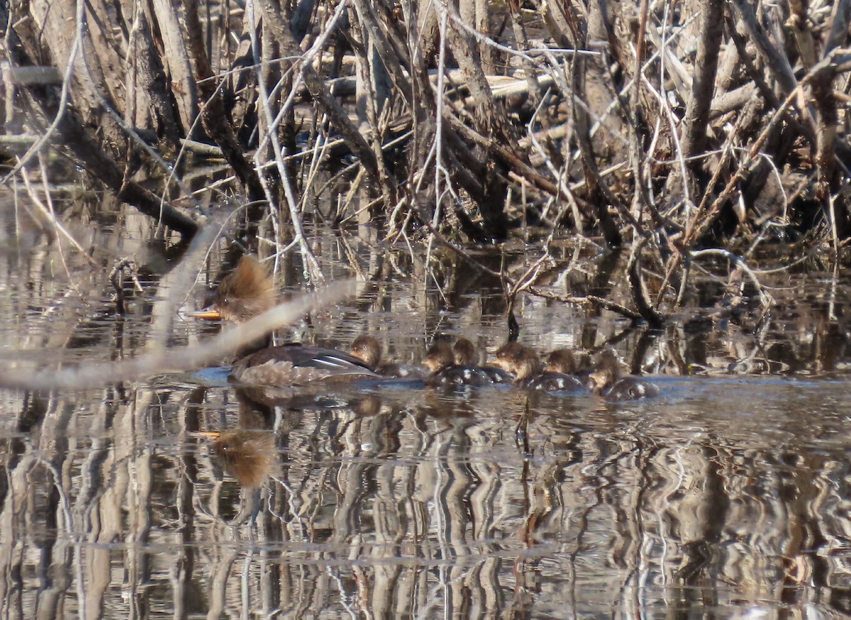 Hooded Merganser - ML619712542