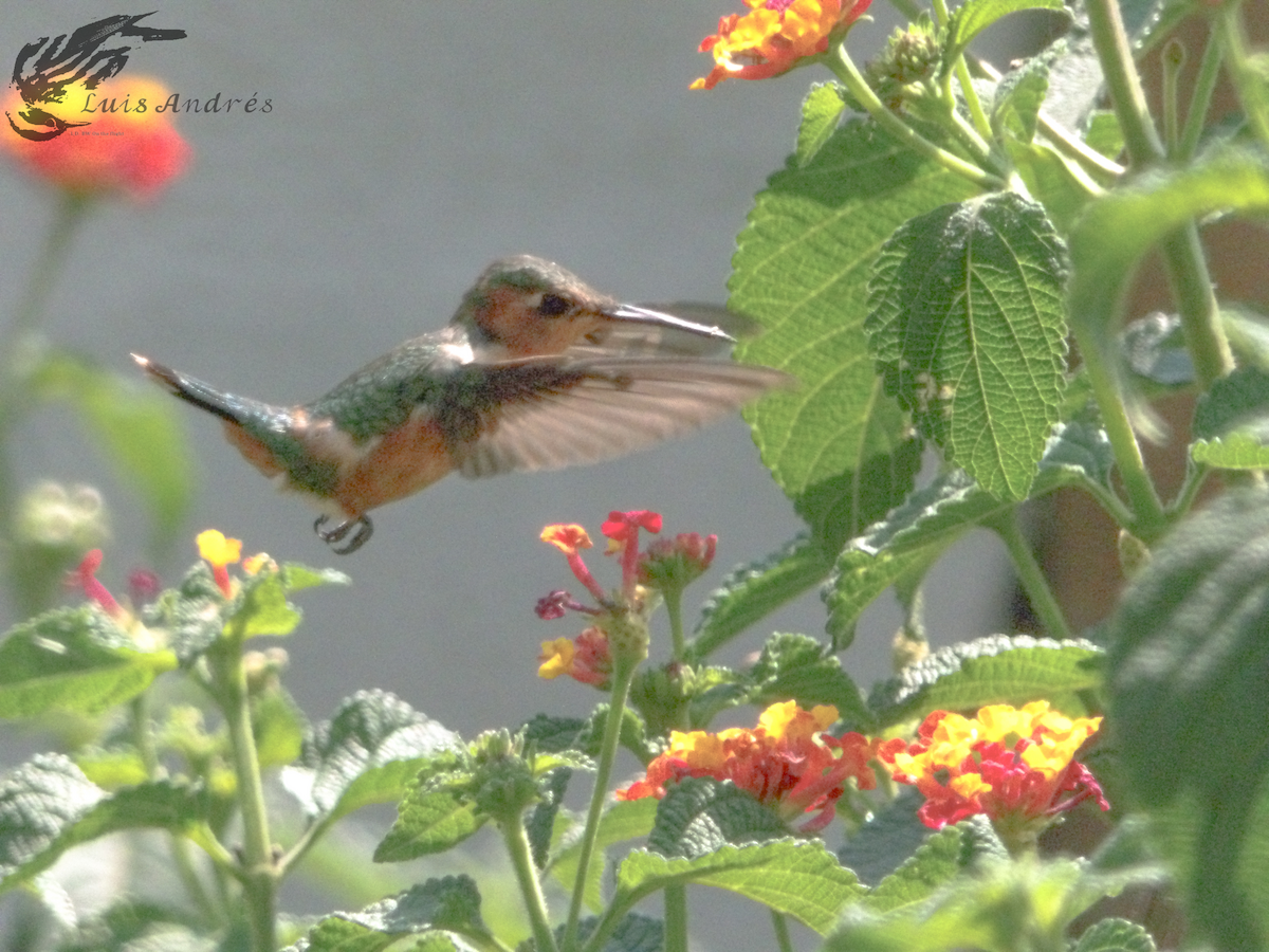 Sparkling-tailed Hummingbird - ML619712543