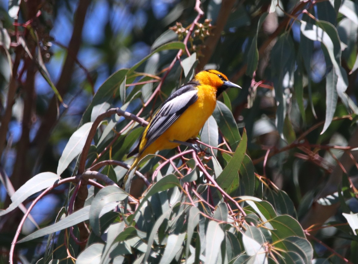 Oriole de Bullock - ML619712550