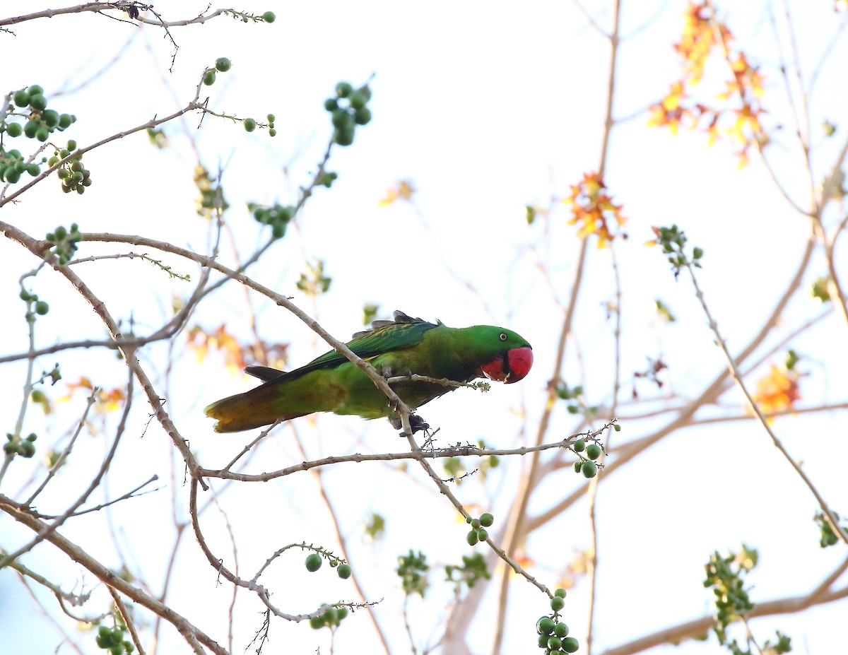 Great-billed Parrot - ML619712555