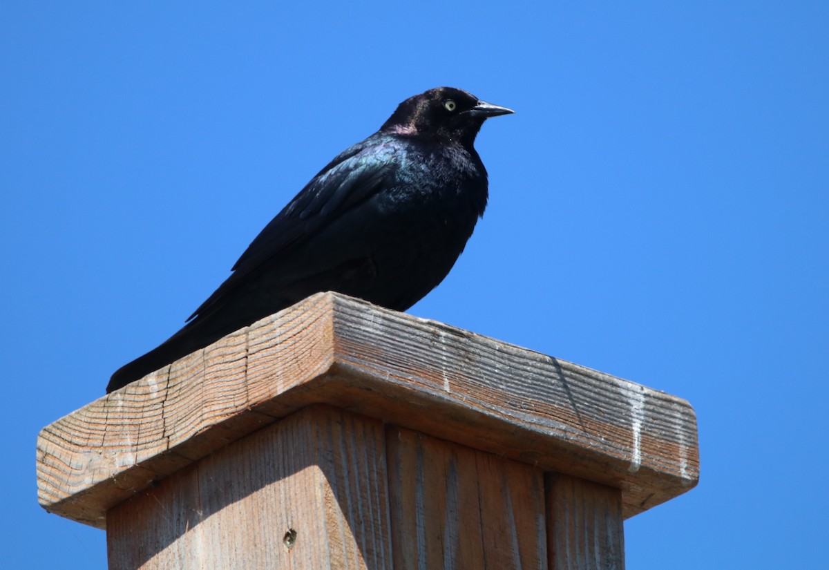 Brewer's Blackbird - ML619712557