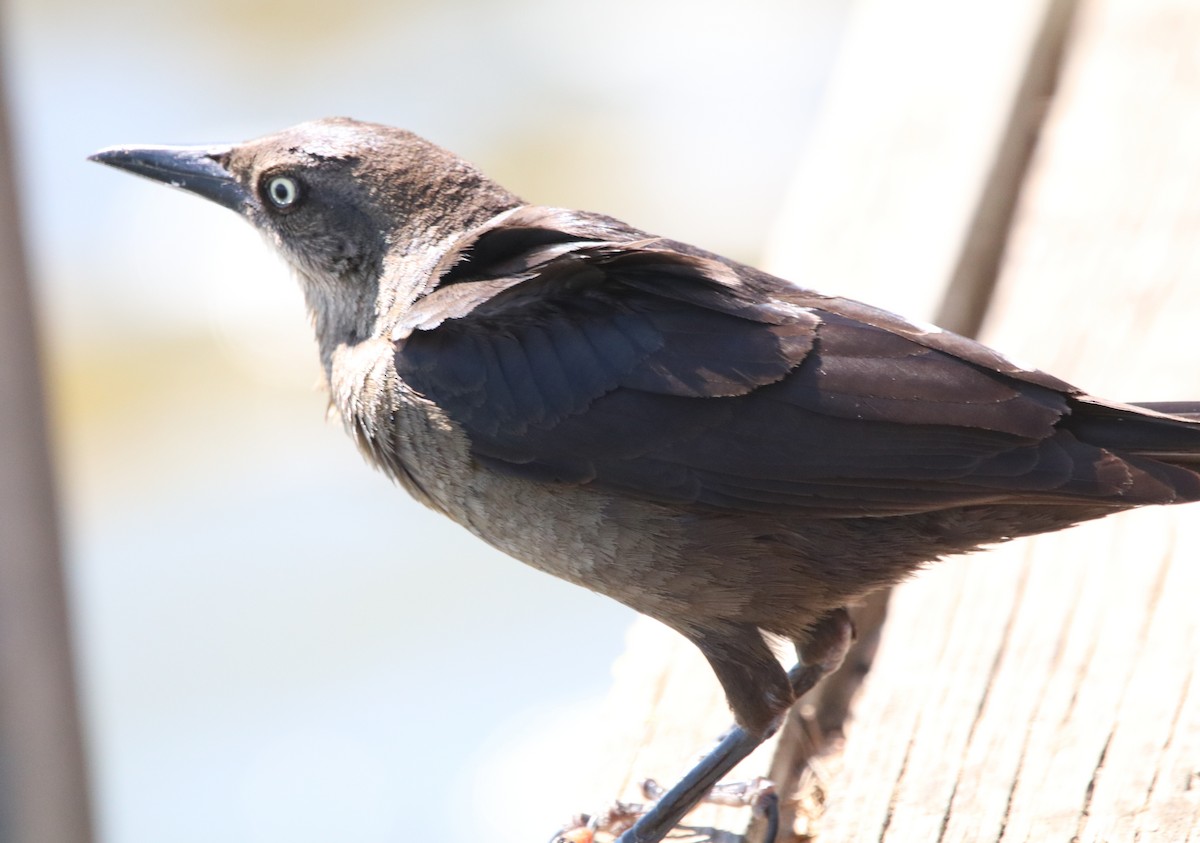 Brewer's Blackbird - ML619712558