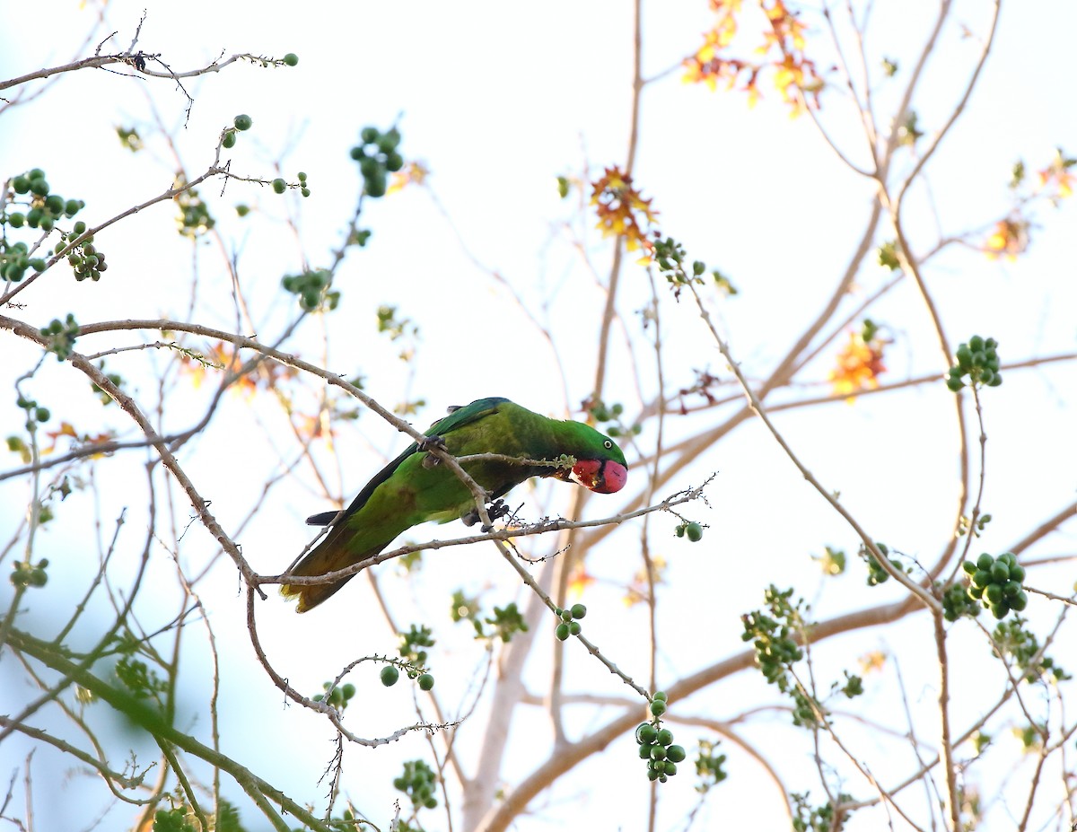 Great-billed Parrot - ML619712561