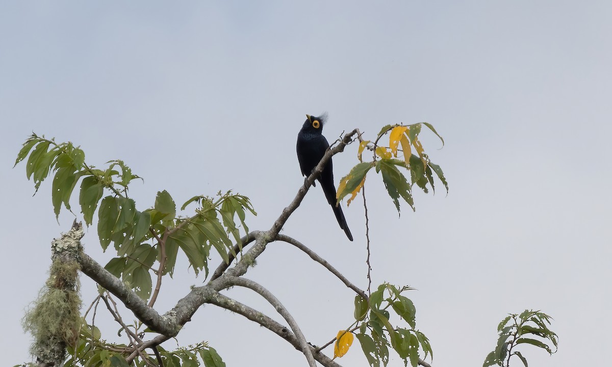 Miná de Mindanao - ML619712577