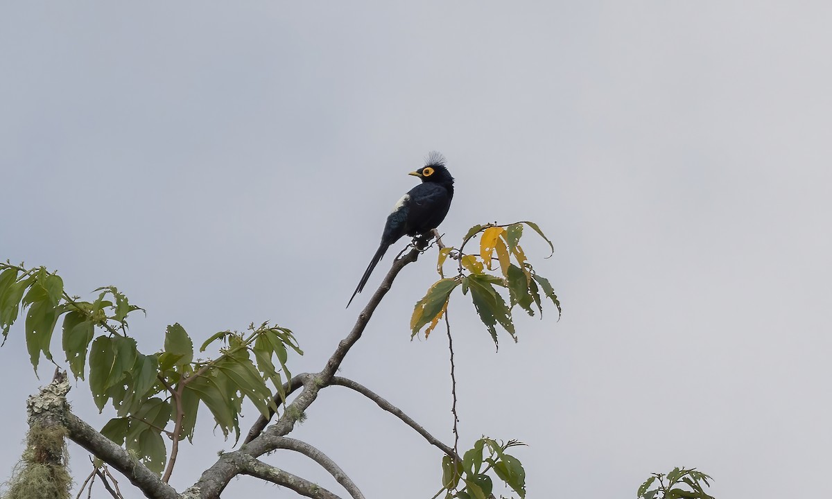 Miná de Mindanao - ML619712580