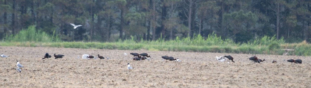 Glossy Ibis - ML619712585