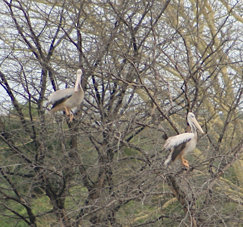 Pink-backed Pelican - ML619712589